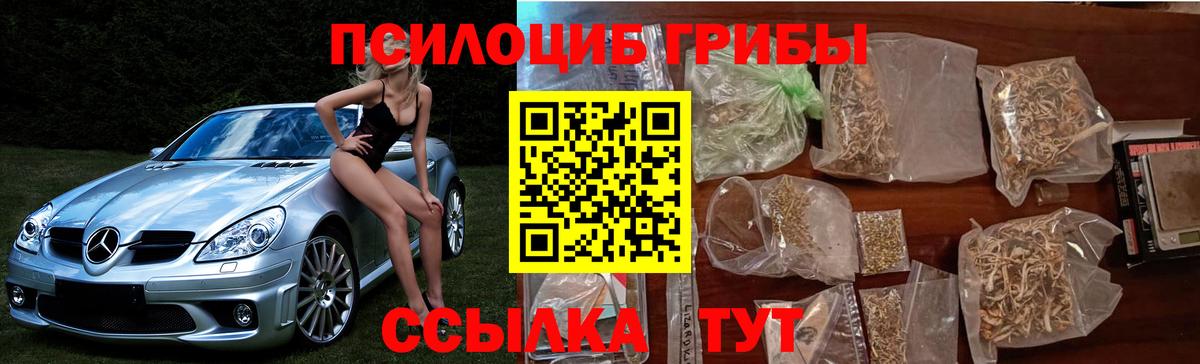 Галлюциногенные грибы Psilocybe Новокубанск