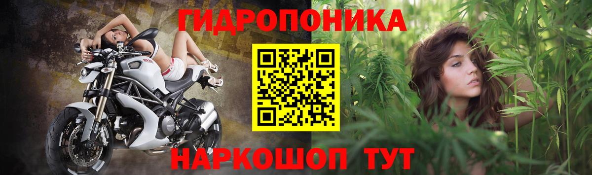 Бошки Шишки гибрид Новокубанск